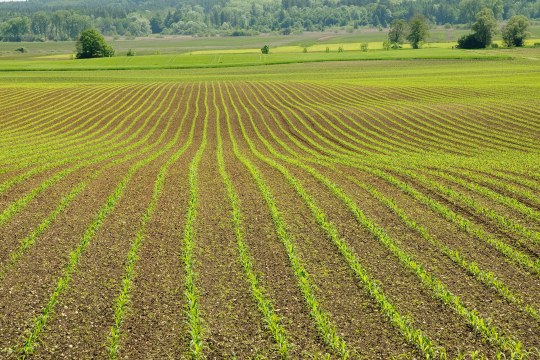 Maisfeld als Monokultur | © Thomas Dürst