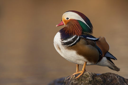 Mandarinenten-Männchen | © Markus Glässel