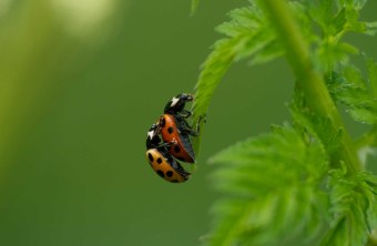 Hof | © Maria Stein (Hof)