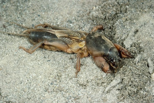 Ausgewachsene Maulwurfsgrille liegt auf grauem, sandig aussehenden Boden | © Entomologie/Botanik ETH Zürich (Fotograf: Albert Krebs)