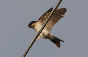 Mehlschwalbe im Landeanflug auf Stahlseil | © Zdenek Tunka