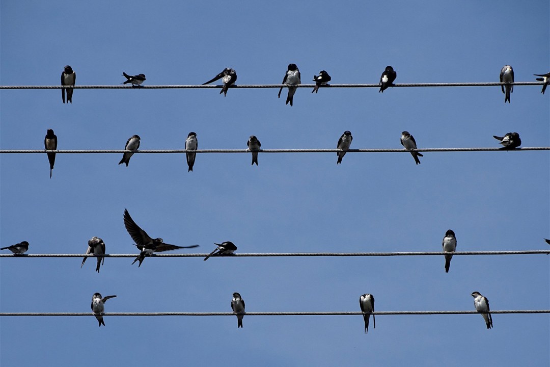 Rauchschwalben sitzen auf einer Stromleitung | © Nadia Baumgart