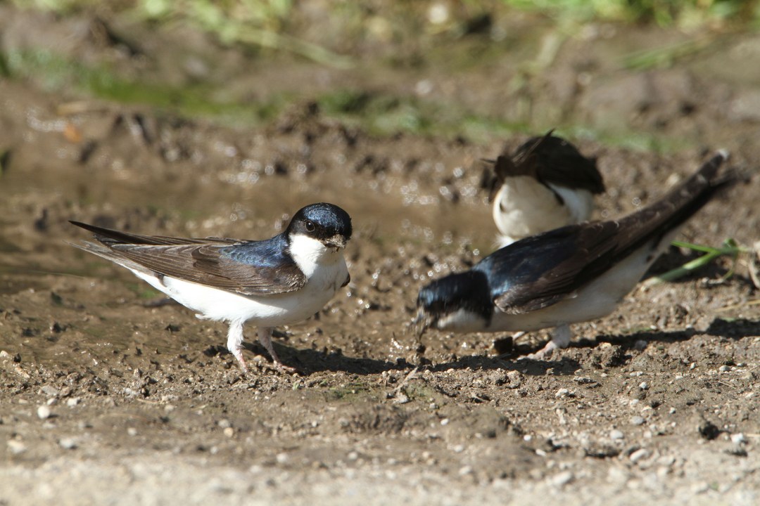 Mehlschwalben sammeln Nistmaterial | © H.-J. Fünfstück