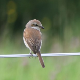 Neuntöter-Weibchen auf einer Stange | © Lydia Geisenberger