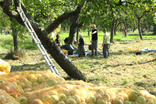 Obsternte | © Thomas Staab