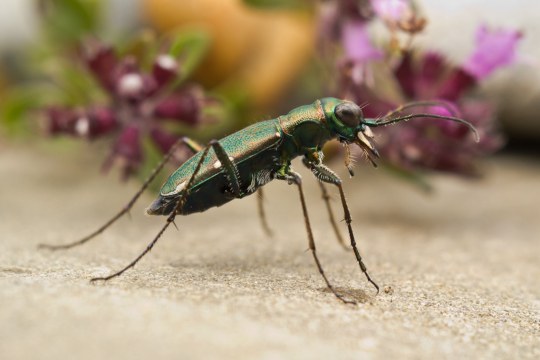 Deutscher Sandlaufkäfer | © S. Gaspar