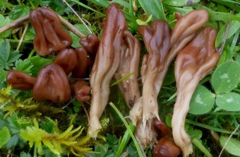 Olivbraune Stielzungen wachsen im Grünen | © Rudi Markones