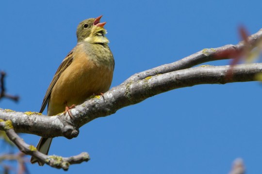Ortolan | © Markus Glaessel