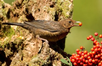 Amsel frisst Beere | © Rosl Rössner