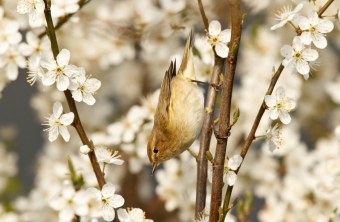 Zilpzalp auf Schlehe | © Rosl Rößner