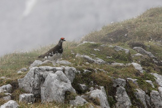 Alpenschneehuhn | © Dr. Christoph Moning