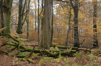 Herbstlicher Buchenwald | © Dr. Eberhard Pfeuffer