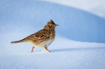 Feldlerche im Schnee | © Peggy Preis