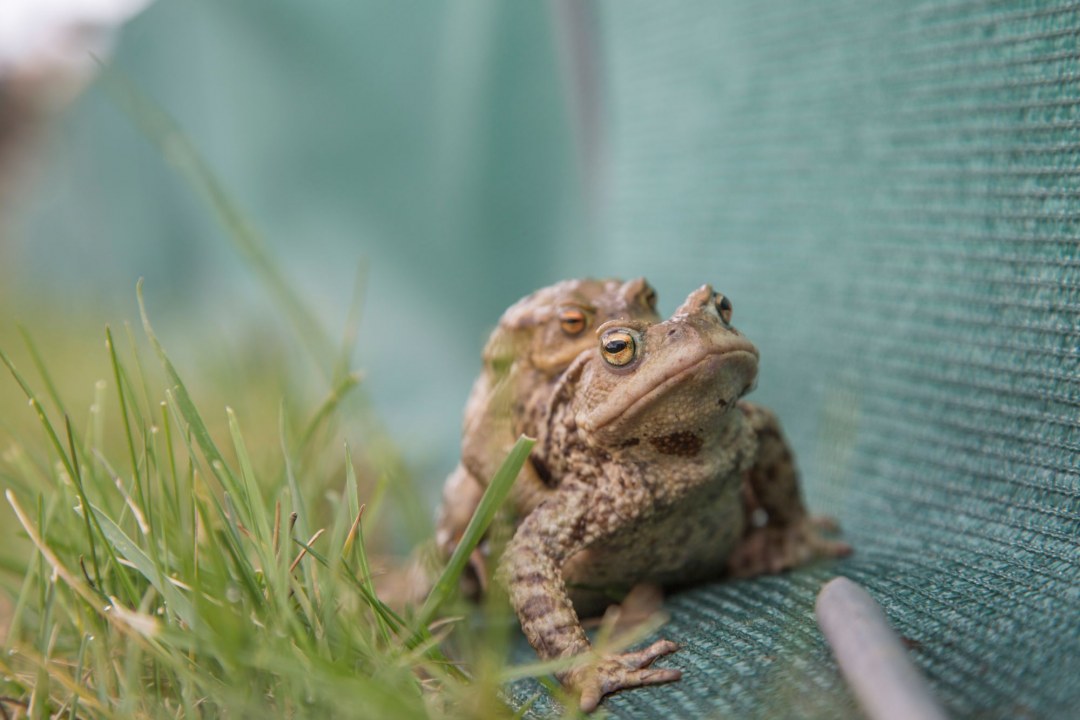 Erdkröte| © Richard Fischer