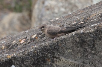 Felsenschwalbe | © Dr. Christoph Moning