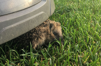 Igel unter einem Rasenroboter |  © Martina Gehret