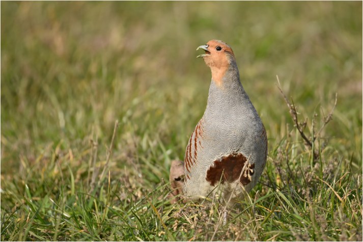 Rebhuhn  | © Herbert Henderkes
