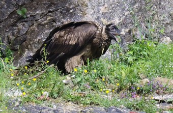 Recka frisst Fleisch | © Markus Leitner