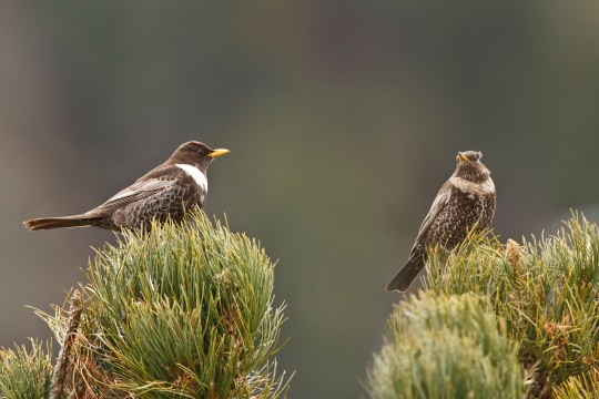 Ringdrosselpaar | © Rosl Roessner