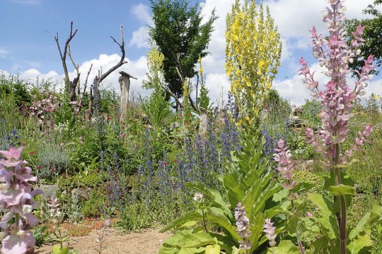 Artenreicher Naturgarten mit vielen bunten hitzebeständigen Stauden und Blumen und Totholz | © Birgit Helbig