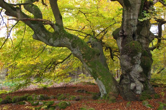 Rotbuche | © Rudolf Wittmann