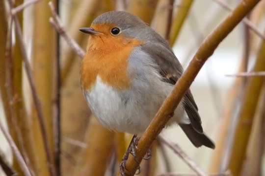 Rotkehlchen auf Ast | © H. Zinnecker