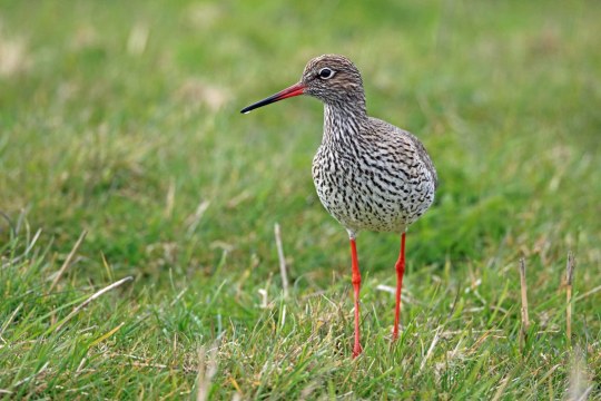 Rotschenkel in einer Wiese. | © Frank Derer