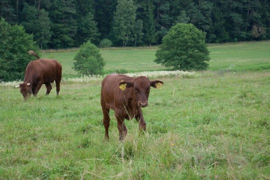 Rotvieh-Kalb auf Wiese | © LBV
