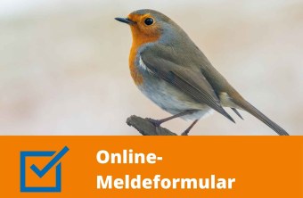 Rotkehlchen | © Marcus Meyer