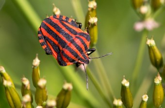 Die Streifenwanze hat einen schwarz-rot gestreiften Körper und zwei Fühler am Kopf | © Gisela Kappes