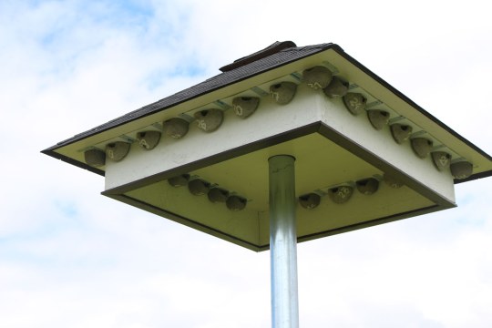 Mehlschwalbenturm mit mehreren Nistplätzen auf einem hohen Pfosten vor blauem Himmel | © Julia Römheld, LBV-Naturfotodatenbank