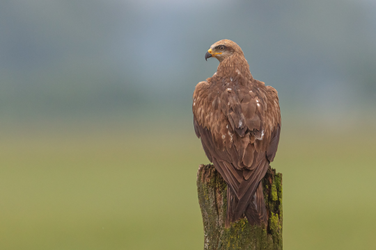 Schwarzmilan von hinten, sitzt auf einem Baumpfahl | © Gunther Zieger