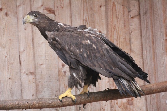 Seeadlerweibchen in der Vogelauffangstation Regenstauf | © LBV