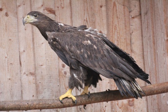 Seeadlerweibchen in der Vogelauffangstation Regenstauf | © LBV
