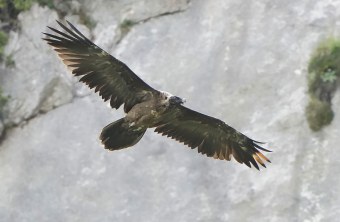 Sisi im Flug |© Christian Steiger