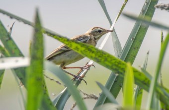 Spornpieper | © Gunther Zieger