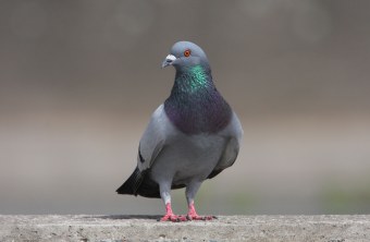 Straßentaube | © Zdenek Tunka