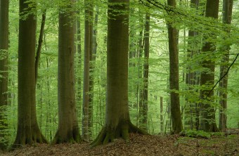 Ein Buchenwald im Steigerwald | © Thomas Stephan
