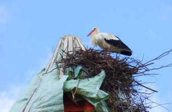 Storch im Horst | © Heidi Källner