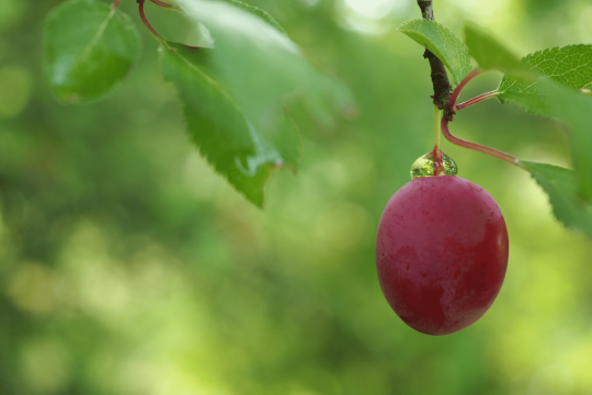 Streuobstwiese | © Franziska Wenger