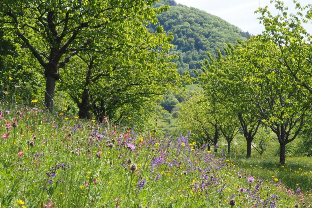 Streuobstwiese | © Franziska Wenger