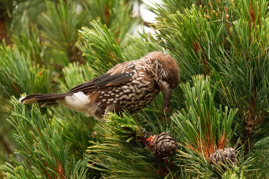 Tannenhäher auf Nadelbaum | © Rosl Roessner