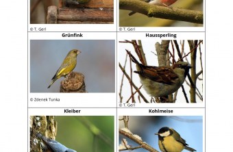 Sechs Vogelarten, darunter Erlenzeisig und Kohlmeise, werden im LBV-Projekt "Vogelfreundlicher Garten" vorgestellt.