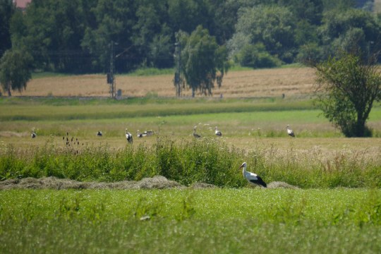 Viele Weißstörche auf einer Wiese im Altmühltal | © B. Langenegger