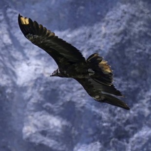 Bartgeier Vinzenz im Flug | © Markus Leitner