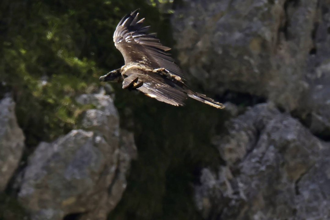 Vinzenz im Flug | © Markus Leitner