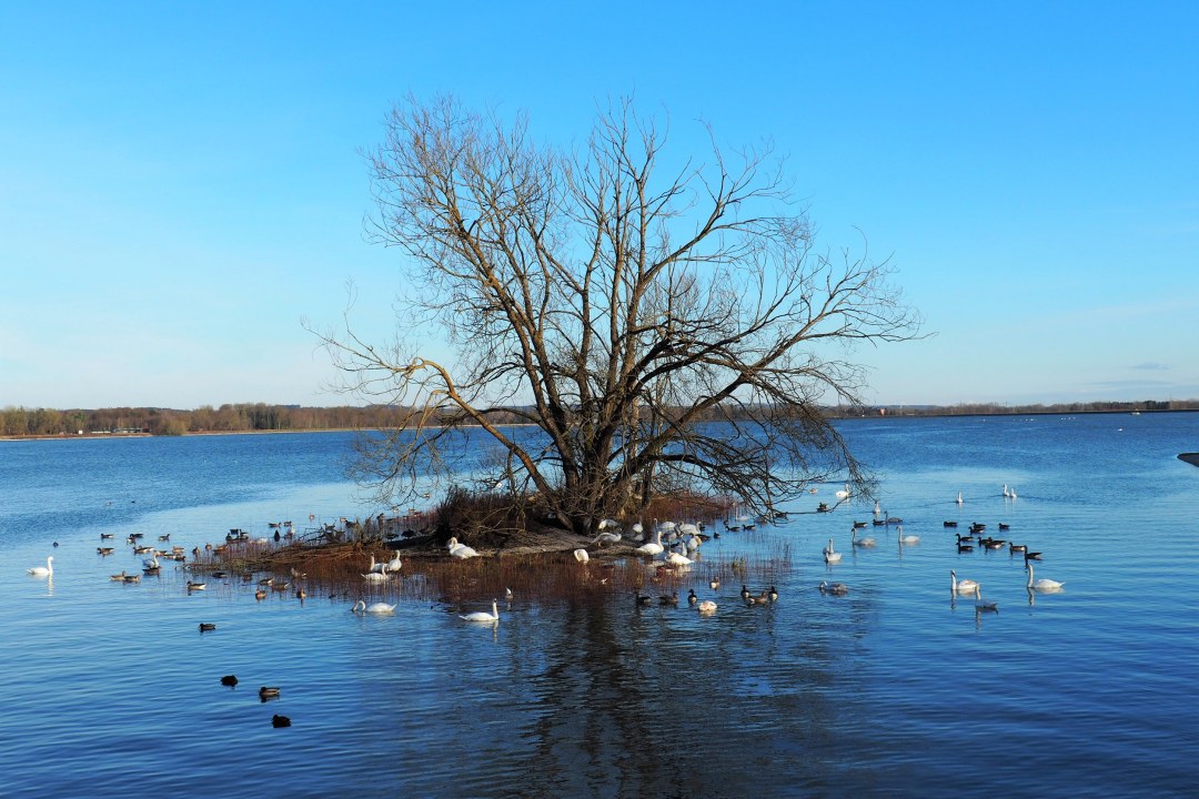 Wasservögel am See | © Renate Penker