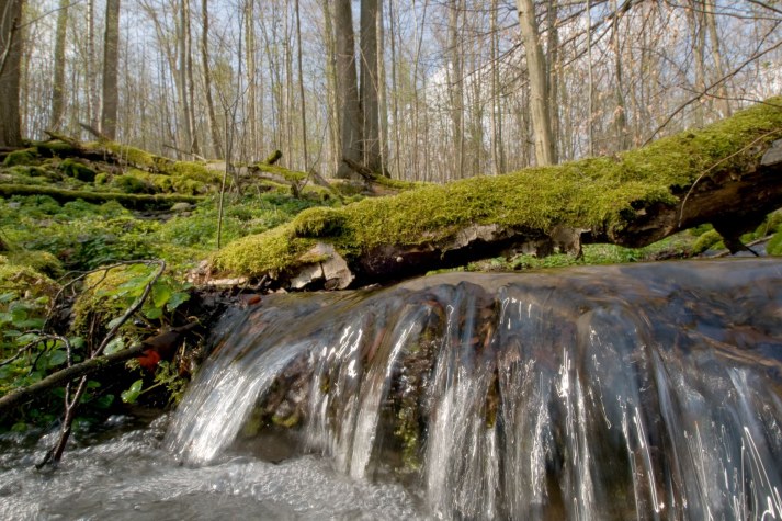 Waldbach | © Thomas Stephan