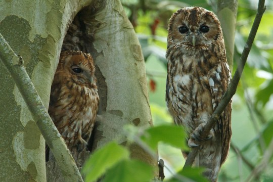 Waldkauzpaar im Wald. Einer sitzt in einer Baumhöhle, der andere davor auf einem Ast | © Rosl Rößner