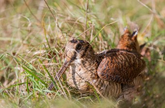 Waldschnepfe liegt in hohem Gras | © Ralf Sturm